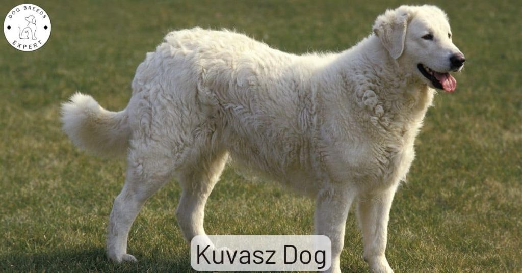 Kuvasz Dog
