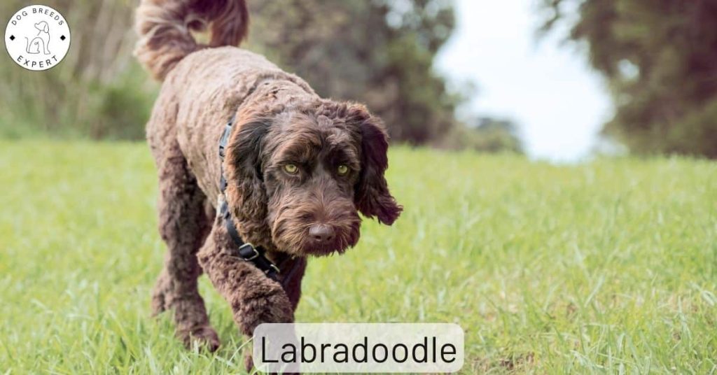 The Labradoodle Dog Breed – A Labrador Crossed With A Poodle