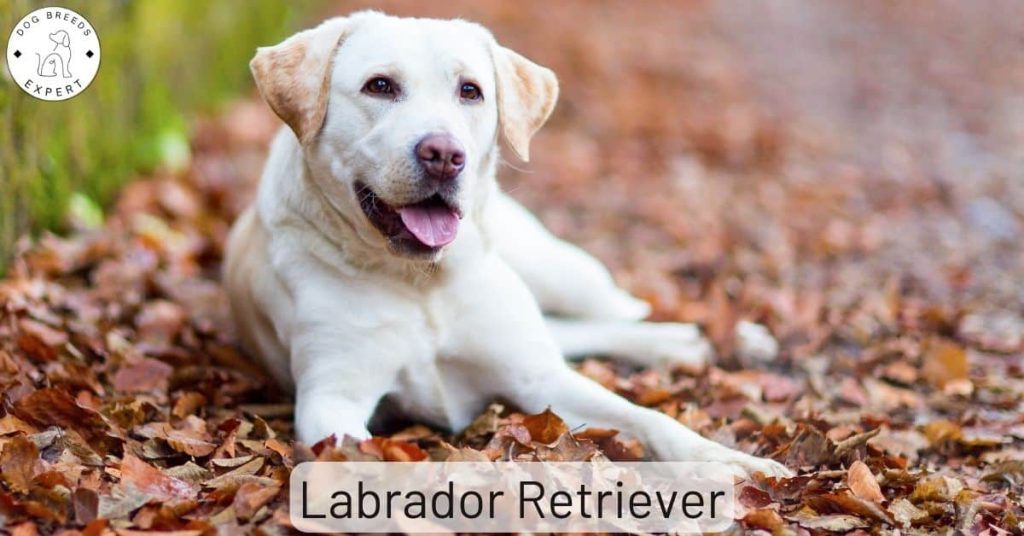 Labrador Retriever