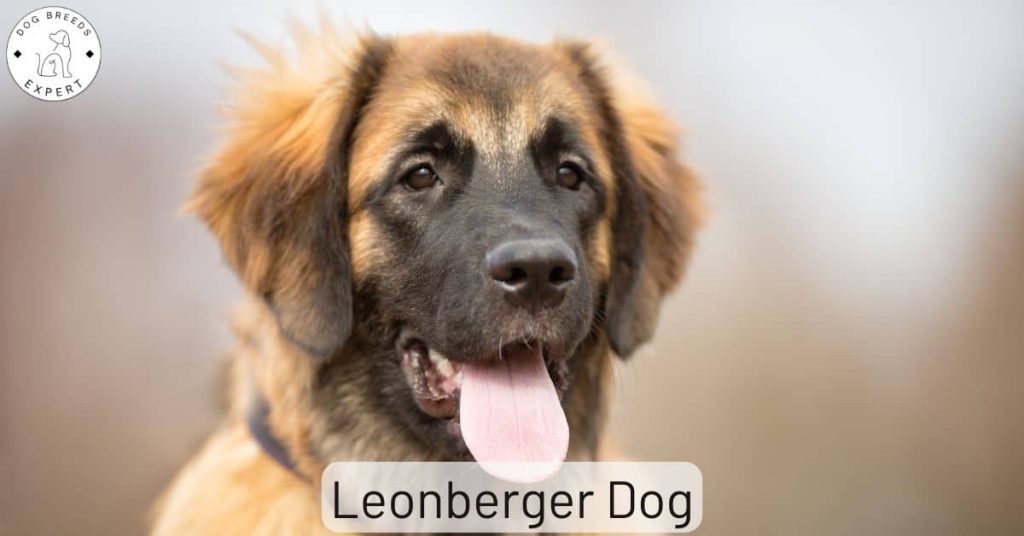 Leonberger Dog