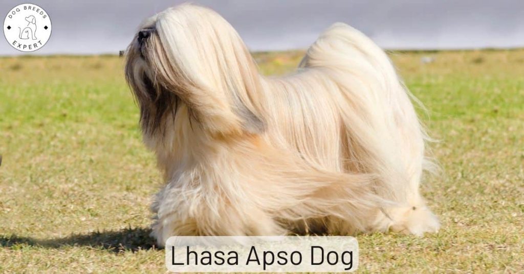 Lhasa Apso Dog