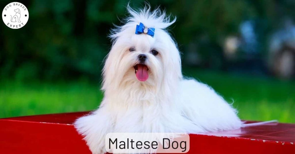 Maltese Dog