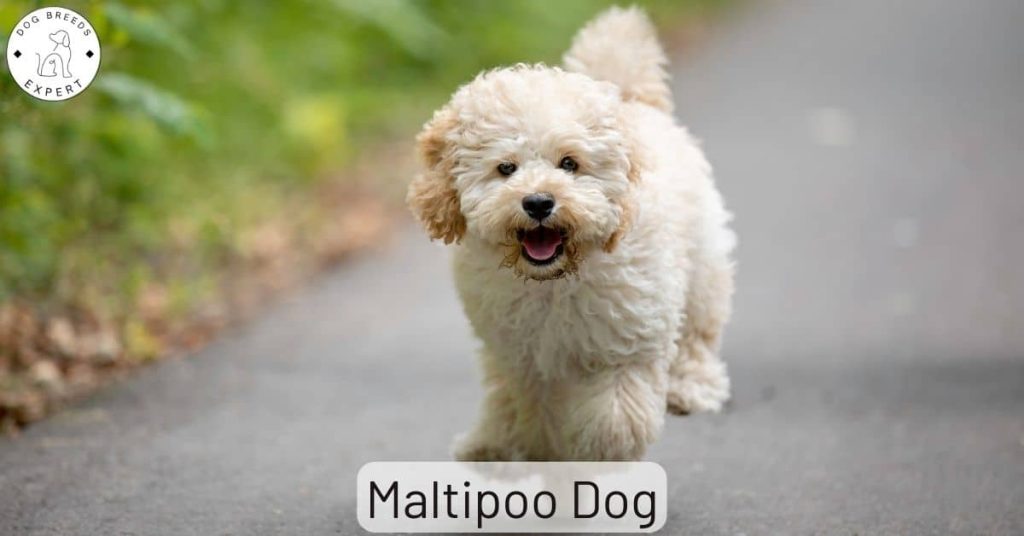Maltipoo Dog