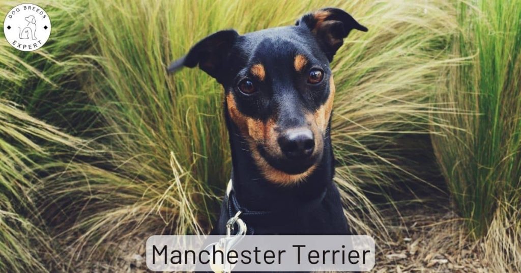 Manchester Terrier