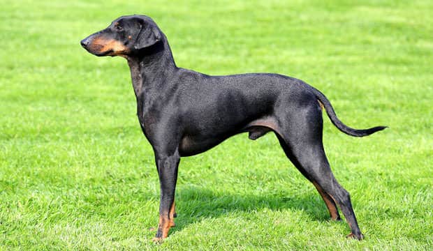 A Manchester Terrier standing on grass, facing left