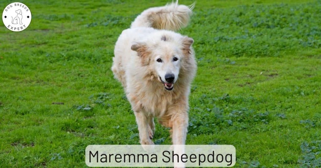 Maremma Sheepdog