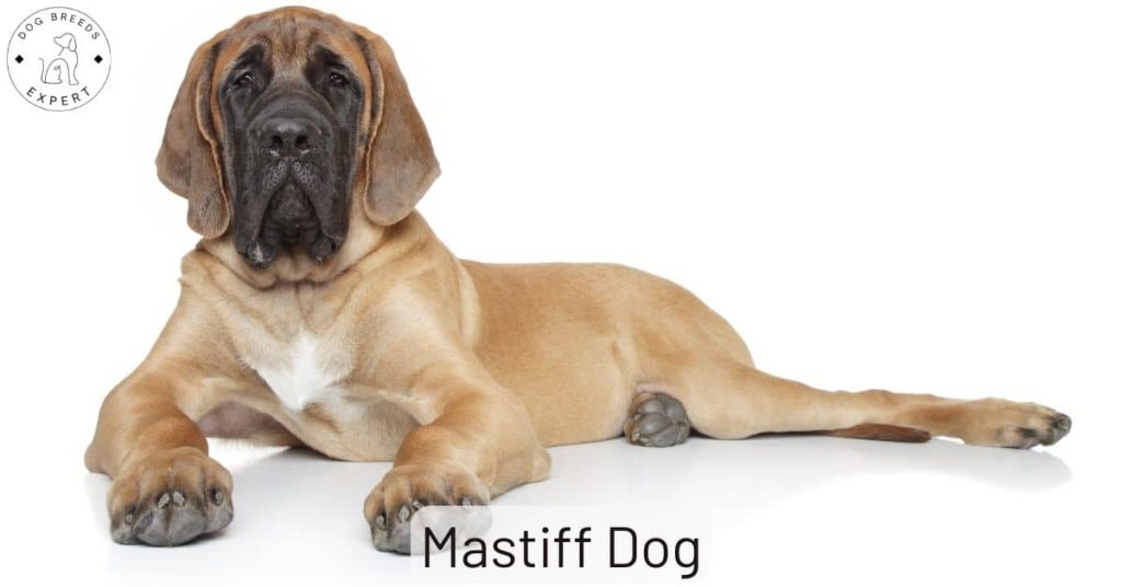 Mastiff Dog
