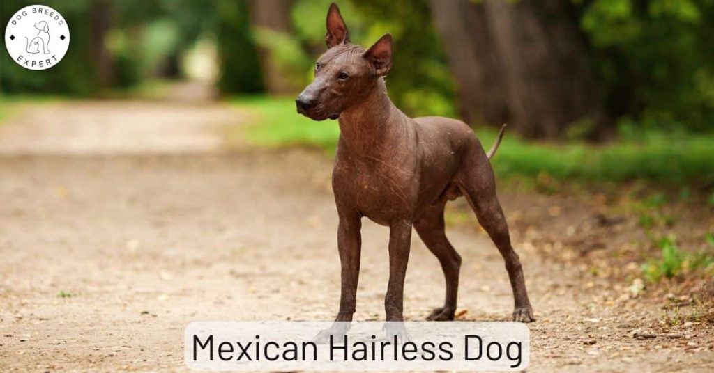 Mexican Hairless Dog
