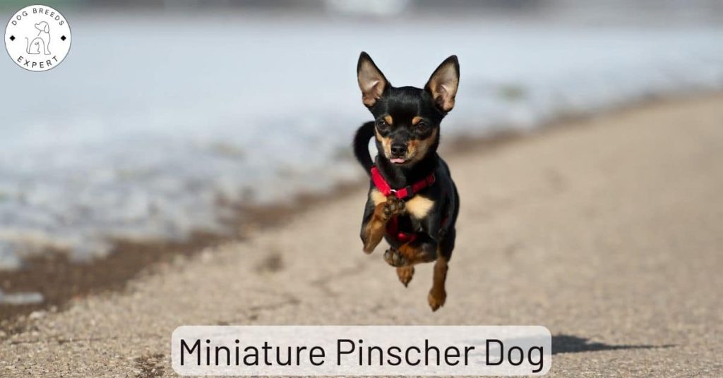 Miniature Pinscher Dog