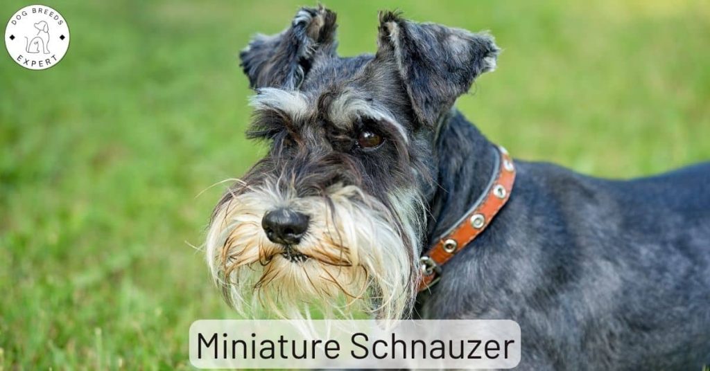 Miniature Schnauzer
