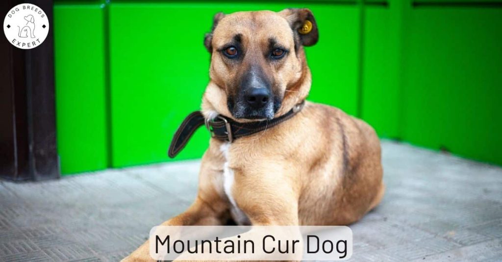Mountain Cur Dog
