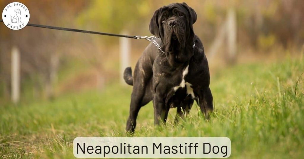 Neapolitan Mastiff Dog
