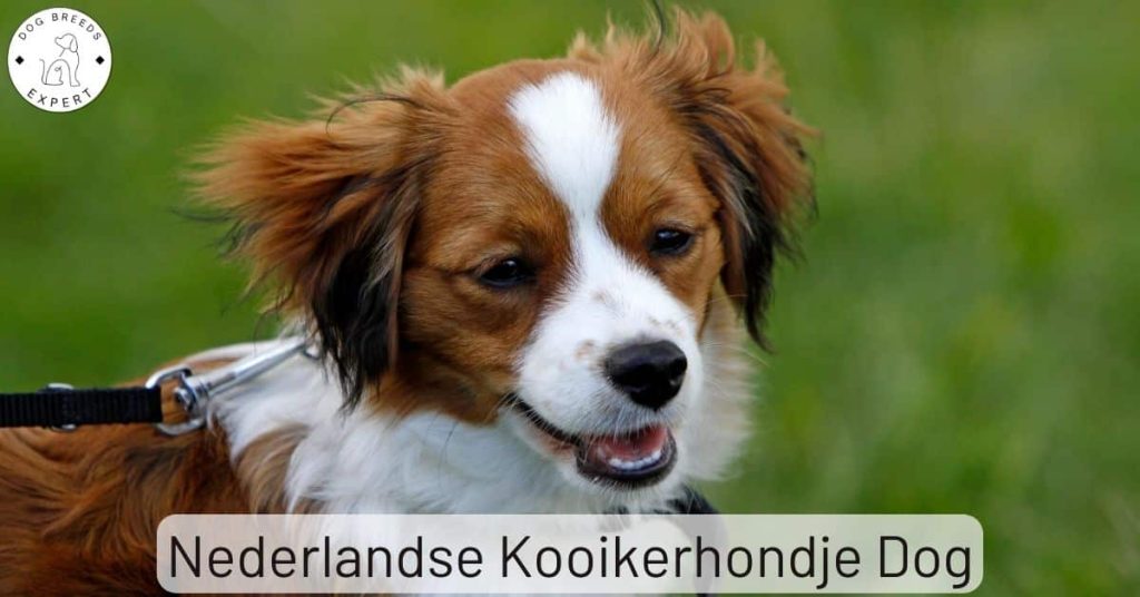 Nederlandse Kooikerhondje Dog