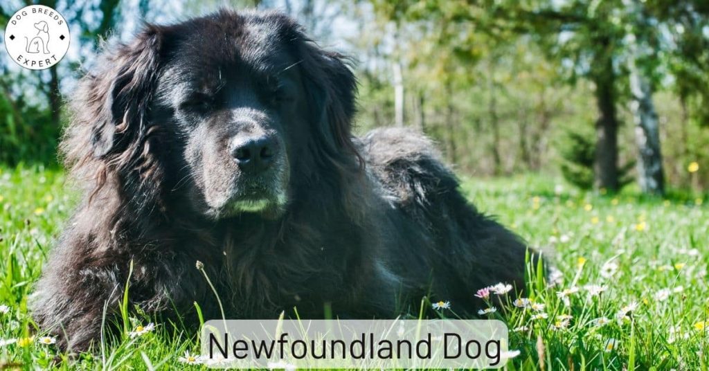 Newfoundland Dog