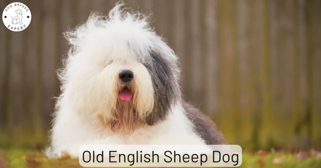 Old English Sheep Dog