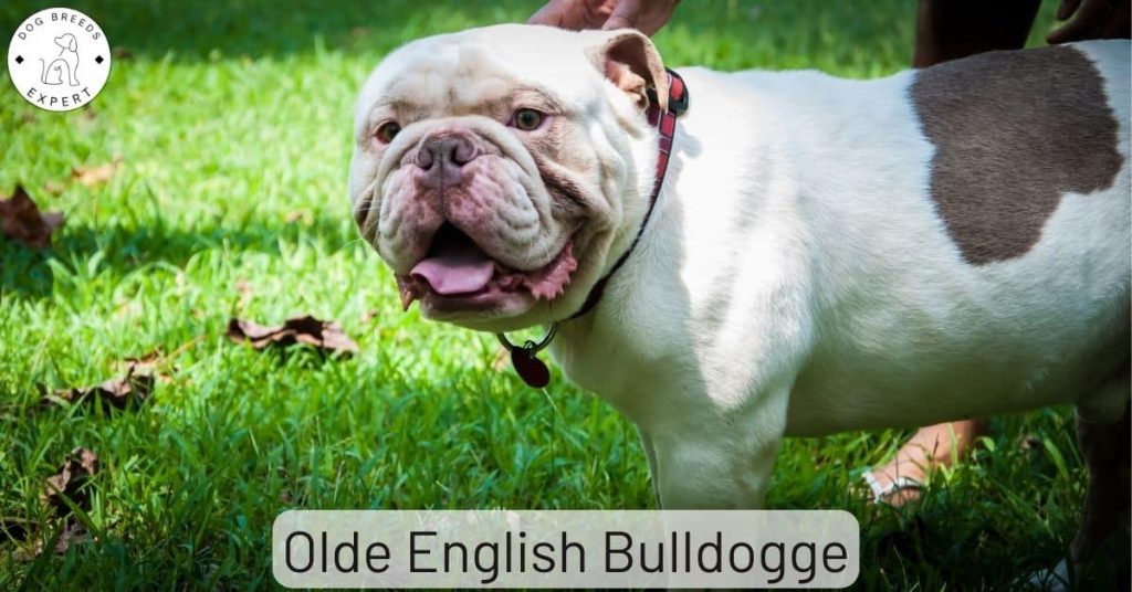 Olde English Bulldogge