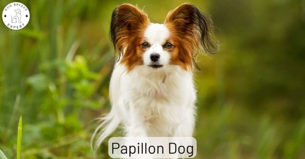 Papillon Dog