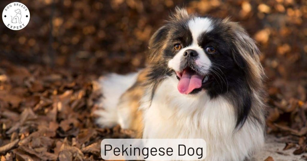 Pekingese Dog
