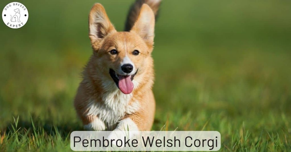 Pembroke Welsh Corgi