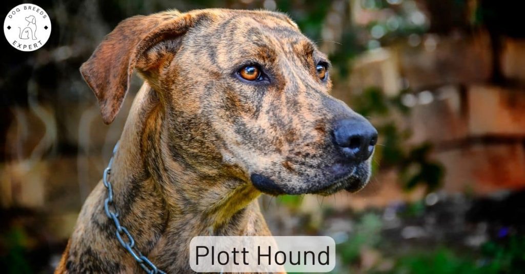 Plott Hound