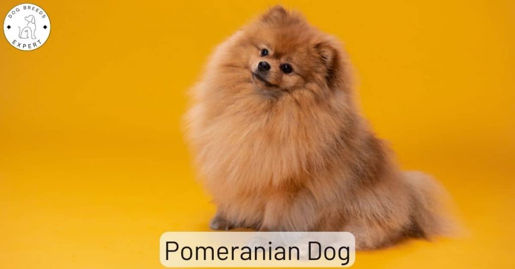 Pomeranian Dog