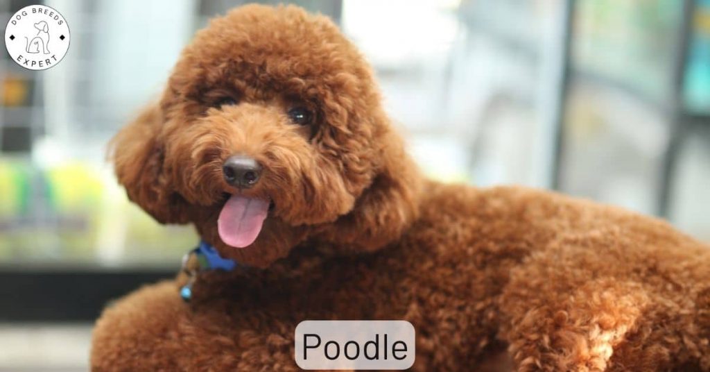 Poodle