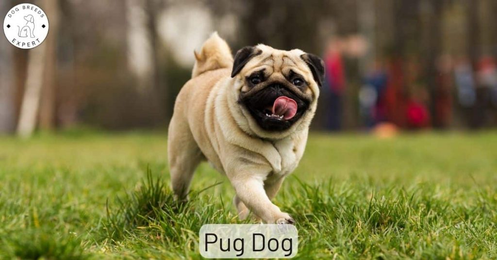 Pug Dog