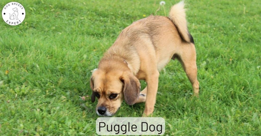 Puggle Dog
