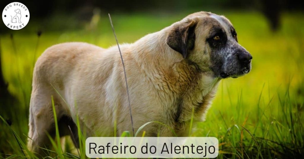 Rafeiro do Alentejo