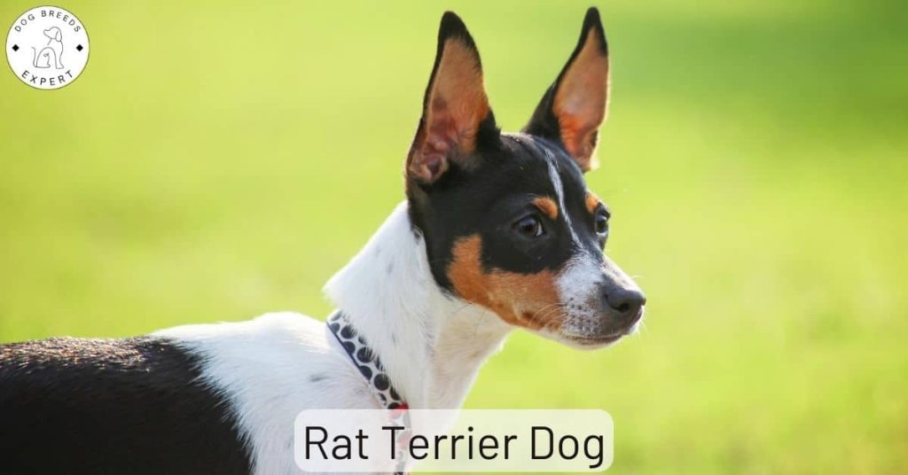 Rat Terrier Dog