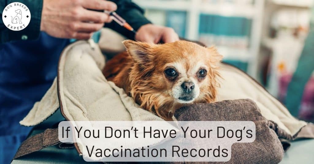 Read This If You Don’t Have Your Dog’s Vaccination Records