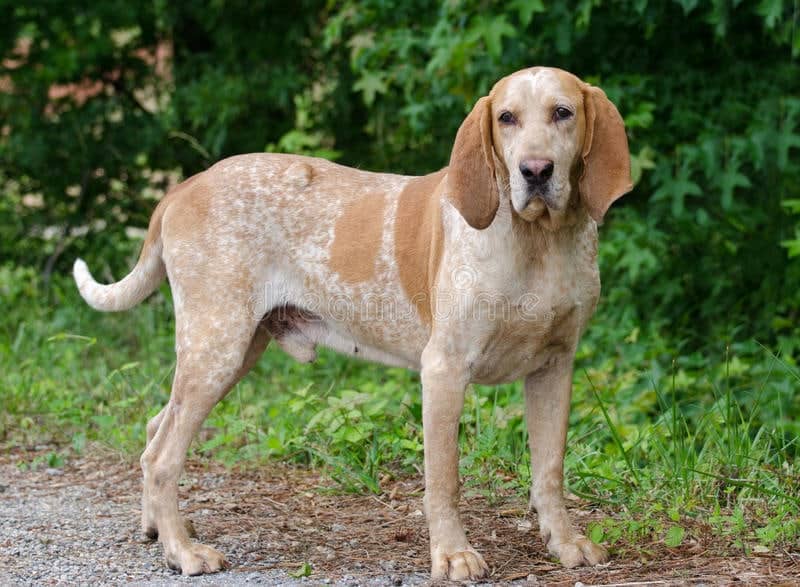 A Redtick Coonhound standing on a path with green bushes in the background