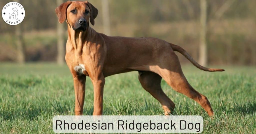 Rhodesian Ridgeback Dog