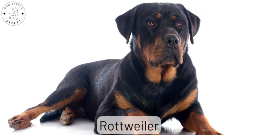 Rottweiler