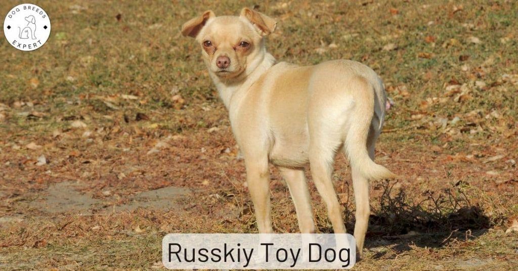 Russkiy Toy Dog