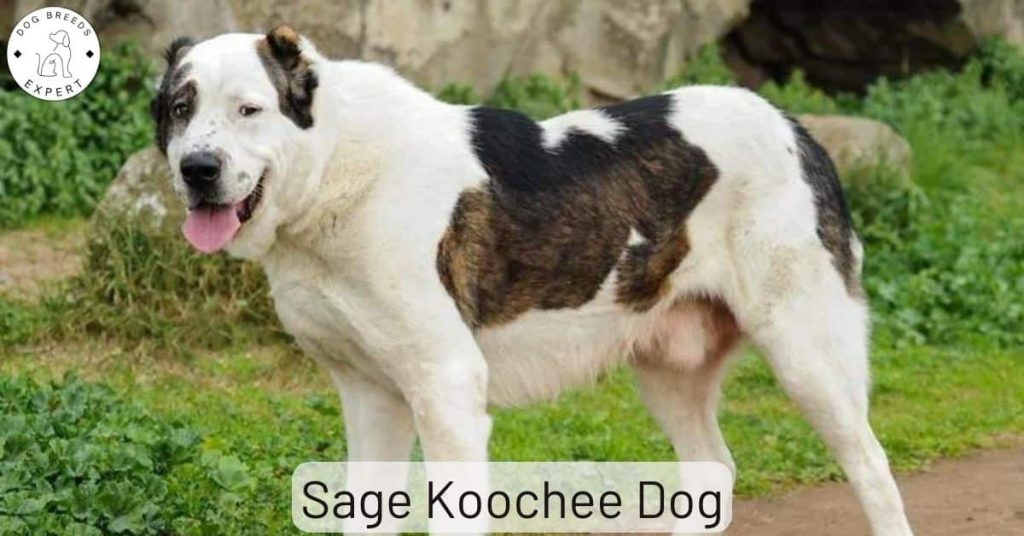 Sage Koochee Dog