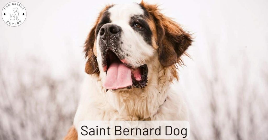 Saint Bernard Dog