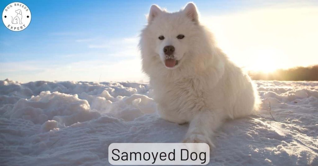 Samoyed Dog