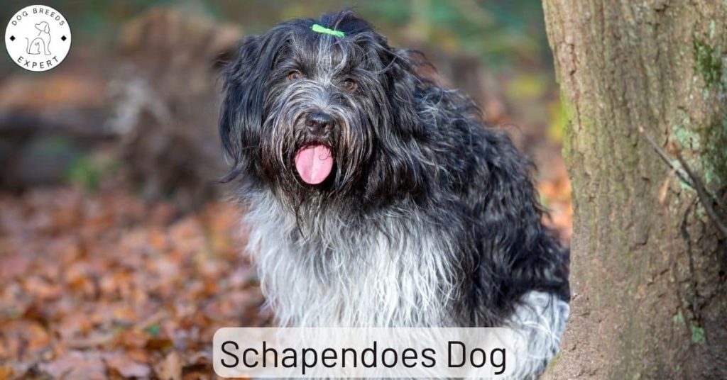 Schapendoes Dog