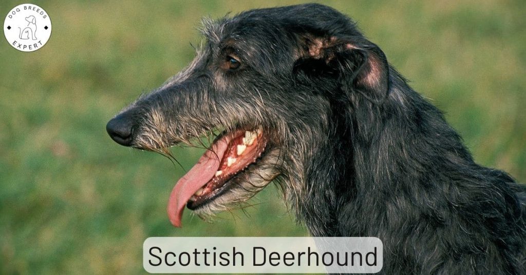 Scottish Deerhound