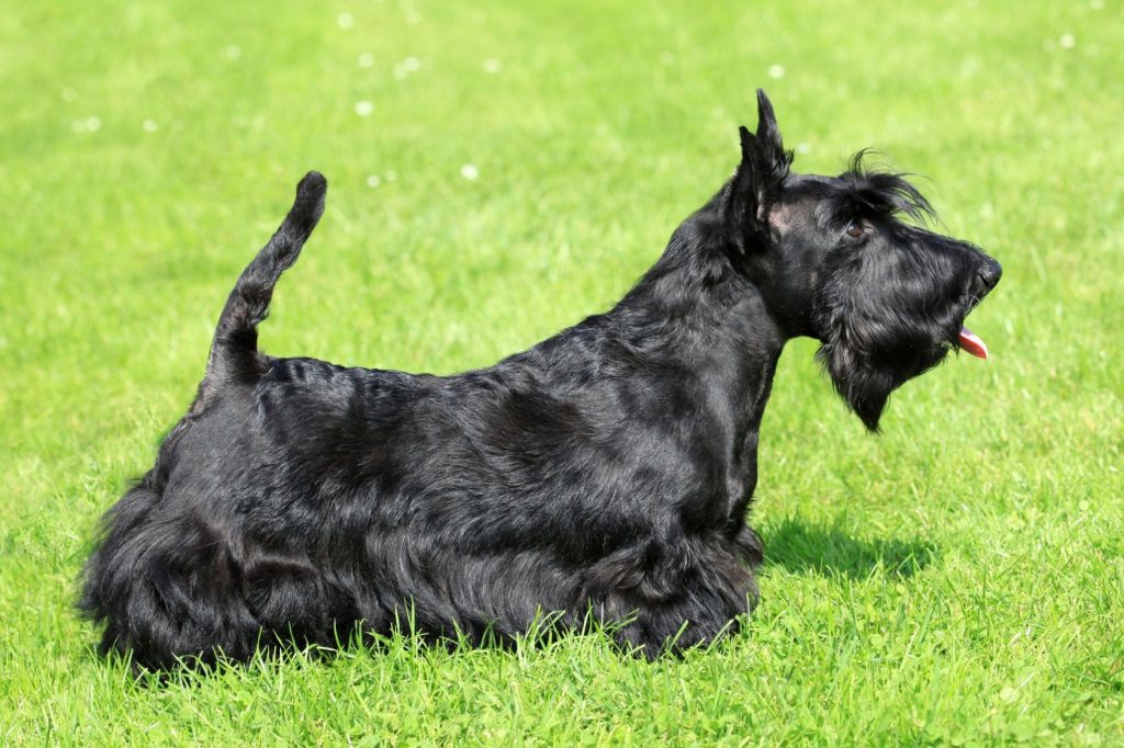 A Scottish Terrier standing on grass A Scottish Terrier standing on grass