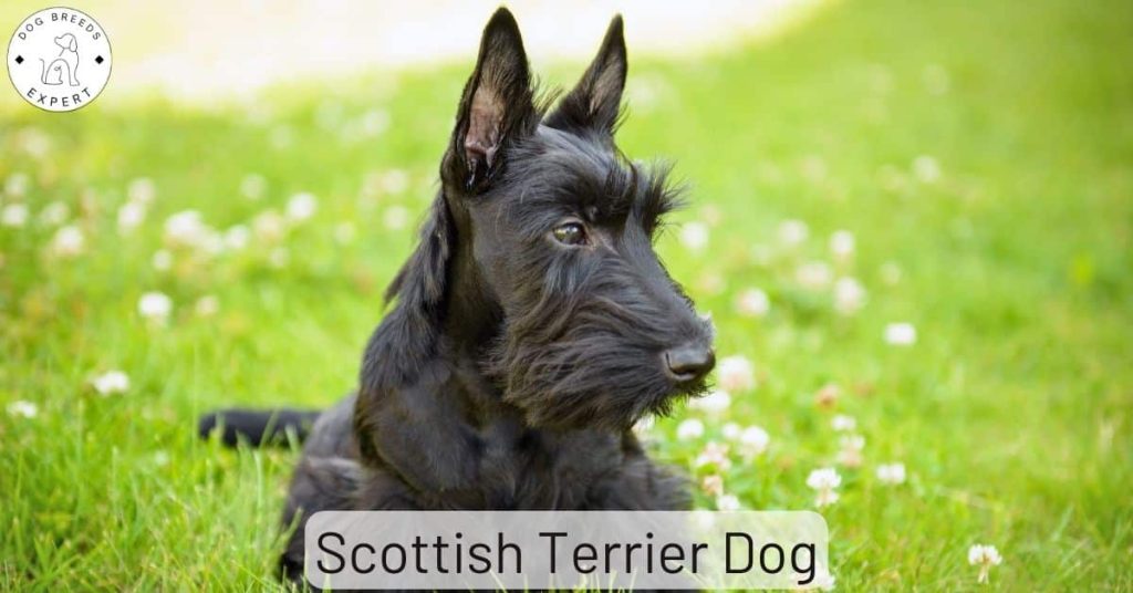 Scottish Terrier Dog