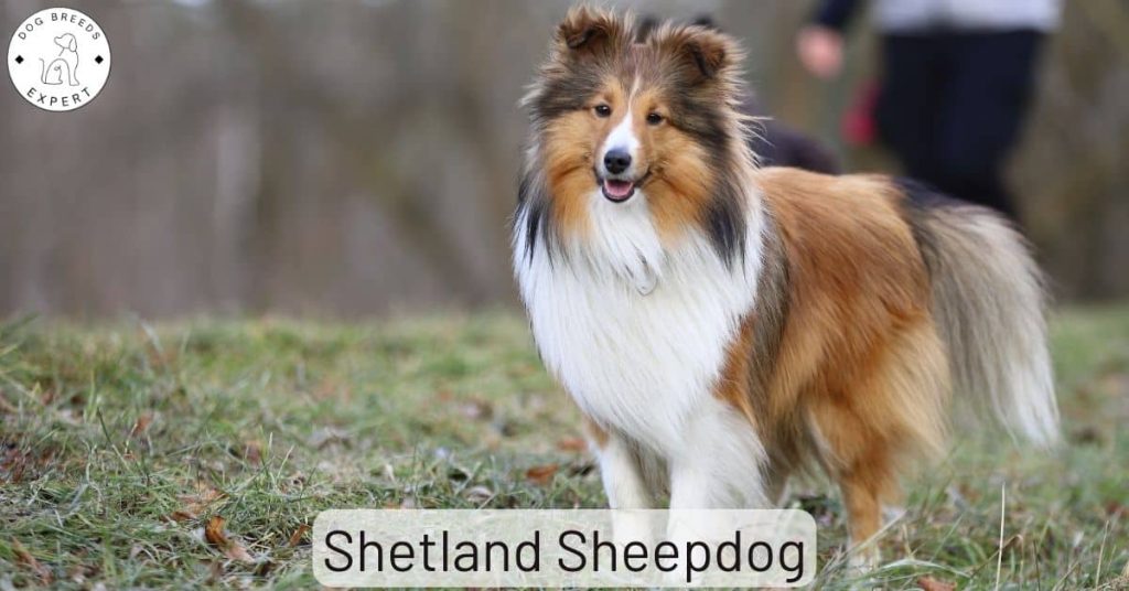 Shetland Sheepdog
