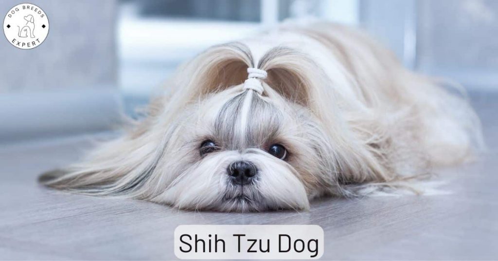 Shih Tzu Dog