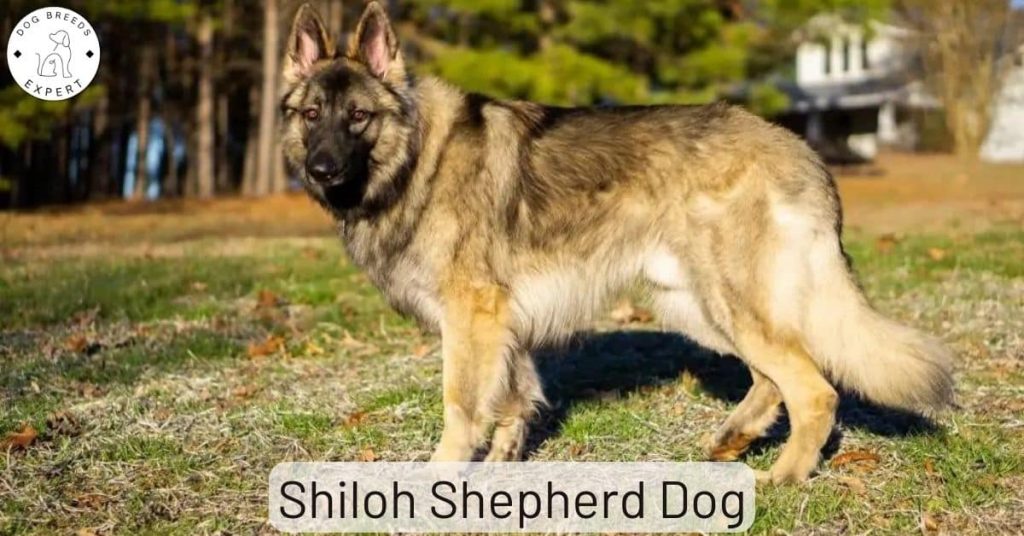 Shiloh Shepherd Dog