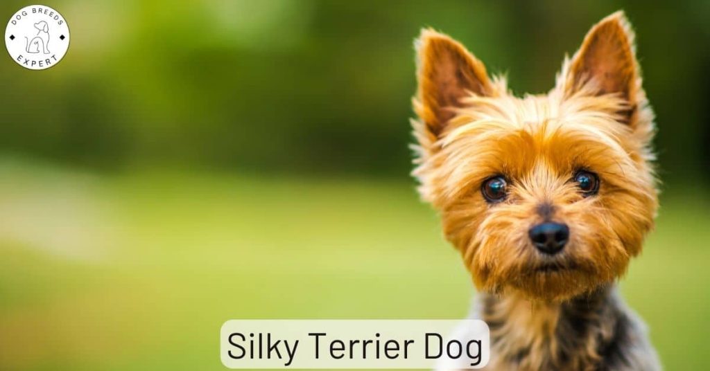 Silky Terrier Dog