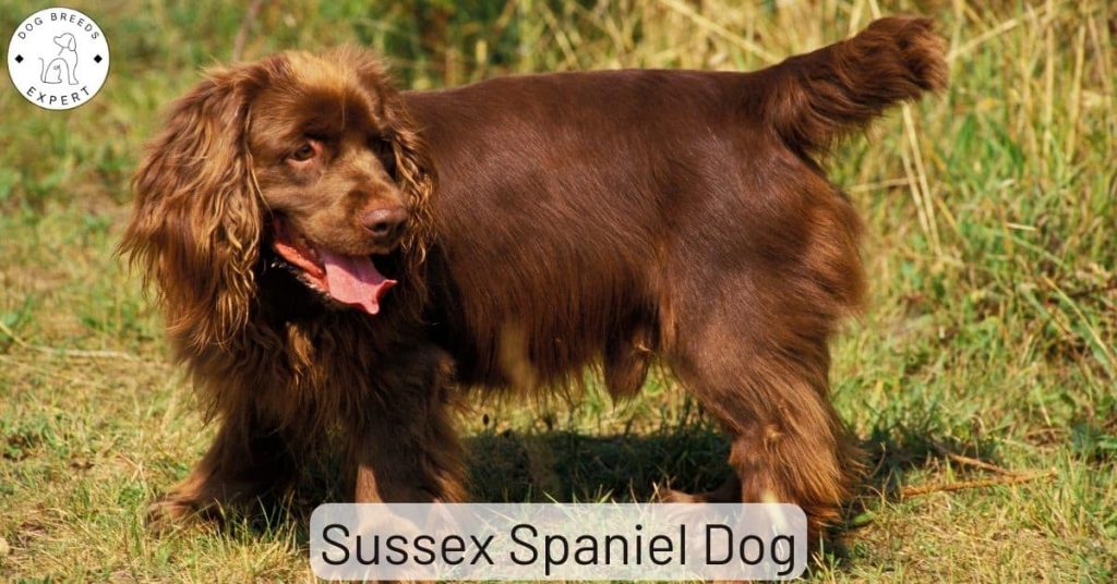 Sussex Spaniel Dog