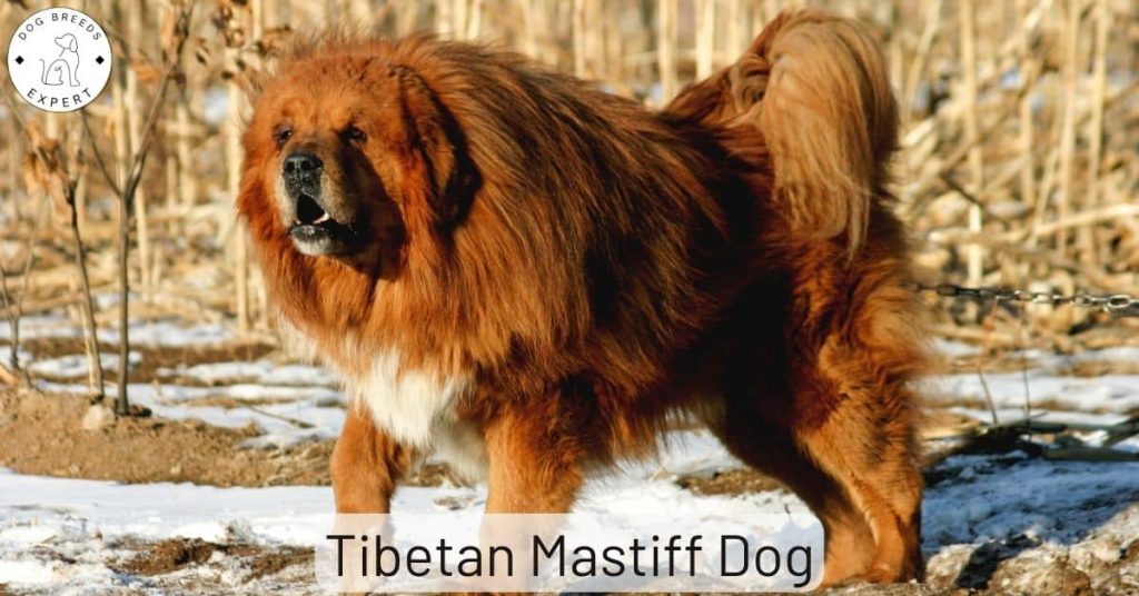 Tibetan Mastiff Dog