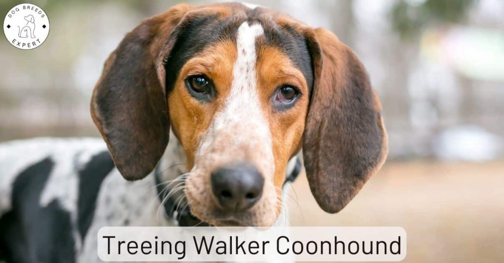 Treeing Walker Coonhound