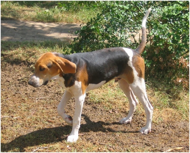 A Treeing Walker Coonhound walking from right to left on bare earth with green bushes in the background.